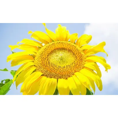 PR64F66 / ПР64Ф66