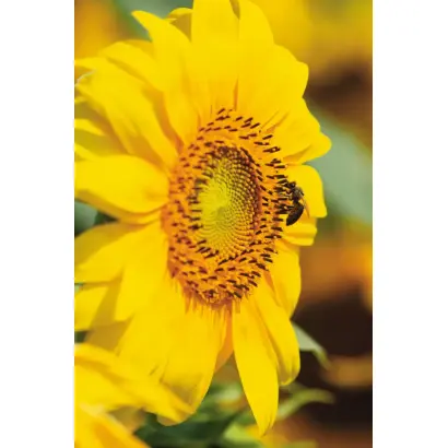 Reasun / Реасан