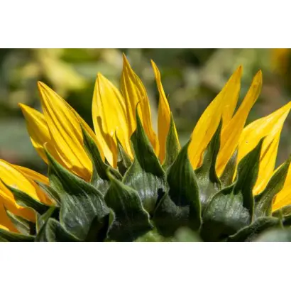 RGT VALLENCIA CLP / РЖТ ВАЛЛЕНСІЯ КЛП