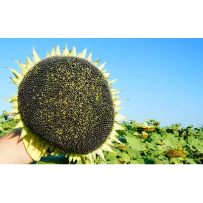 RGT INOVELL / РЖТ ІНОВЕЛЛ