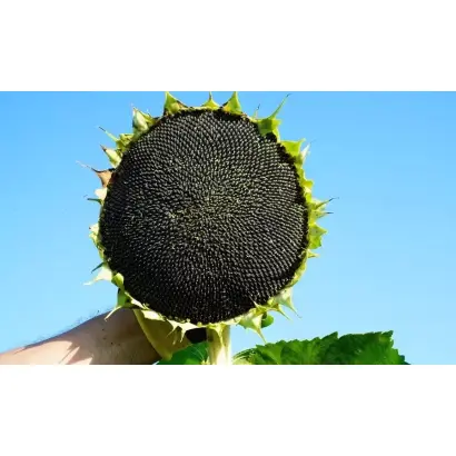 RGT CASTELLANO CLP / РЖТ КАСТЕЛЛАНО КЛП