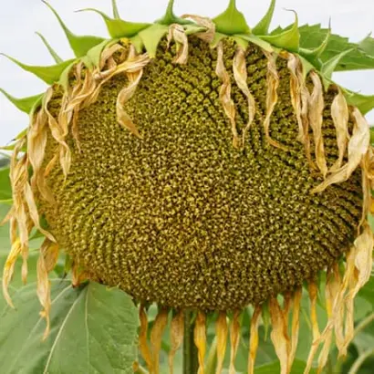 RGT FRANKLLIN / РЖТ ФРАНКЛЛІН