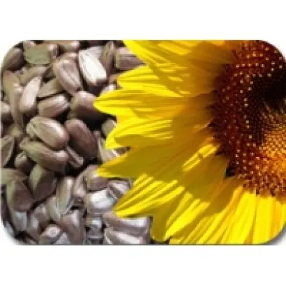 San Luka / Сан Лука