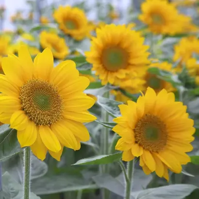 Sunrich / Санріч