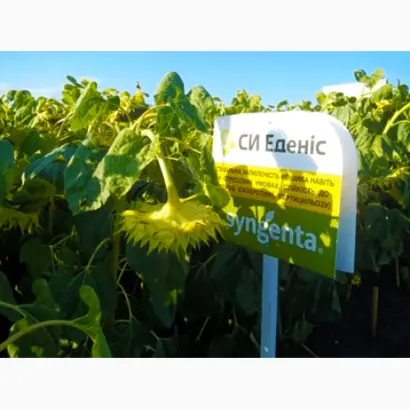 SY Edenis / СИ Еденіс