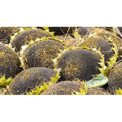 SY Edison / СИ Едісон