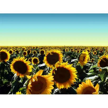 SY NEXUS CLP / СИ НЕКСУС КЛП