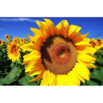 SY SANTOS / СИ САНТОС