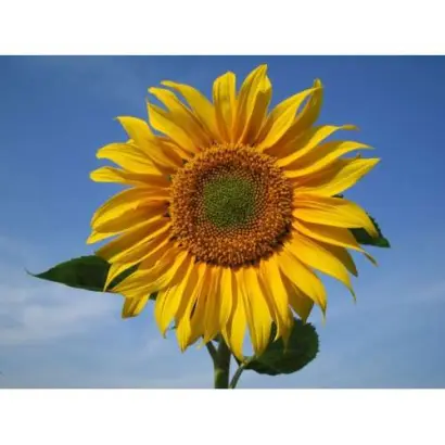 SY Flamenco / СИ Фламенко