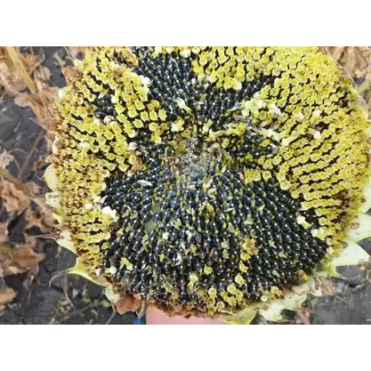 Sirena (MS) / Сирена (МС)