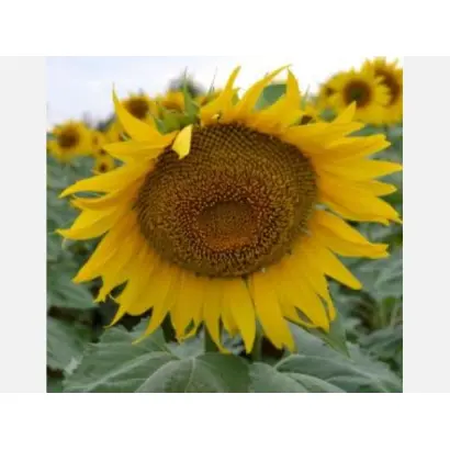 SEABIRD / СІБЕРД