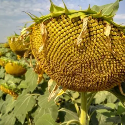 Solaris OR / Соляріс ОР