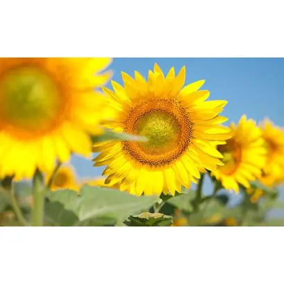 Сонячний настрій