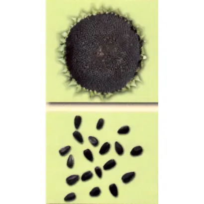 Sores ST / Сорес СТ