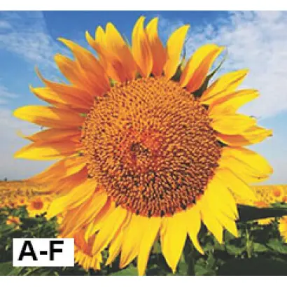 SPICY / СПАЙСІ