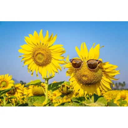 Спрінгфілд