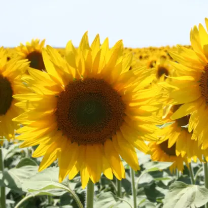 SUVEX / СУВЕКС