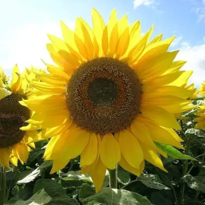 SUZUKA / СУЗУКА