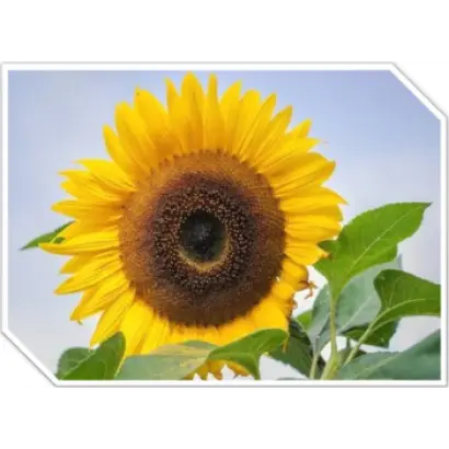 Sulfostar / Сульфостар