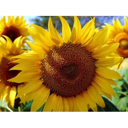 SUMATRA / СУМАТРА