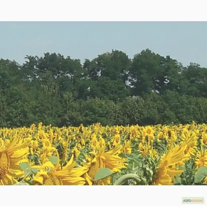 TELMO ST / ТЕЛМО ШТ