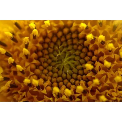 TERRASOL / Террасол