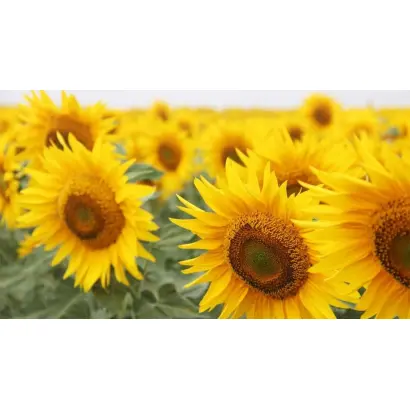 TORNADO / ТОРНАДО