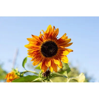 TRAVELLER / ТРАВЕЛЛЕР