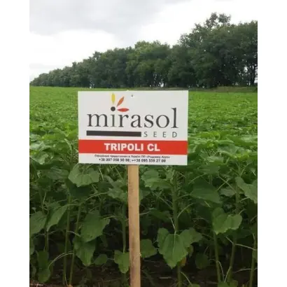 Tripoli / Тріполі