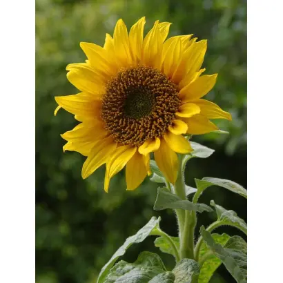 FAUSTO ST / ФАУСТО ШТ