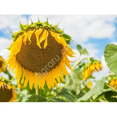 FERGUS CLP / ФЕРГУС КЛП