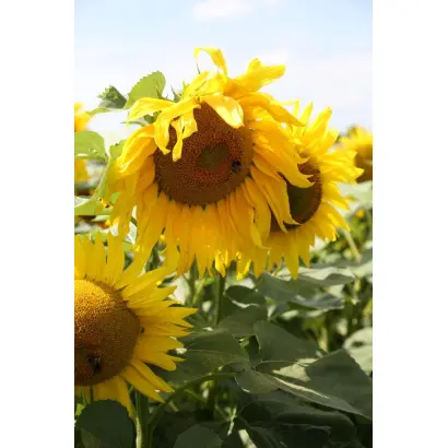 Florasun / Флорасан