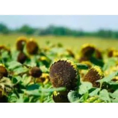 FURIOUS CL / ФУРІУС СЛ