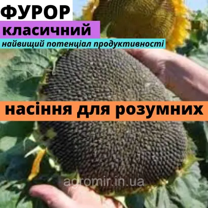 Фурор АМ