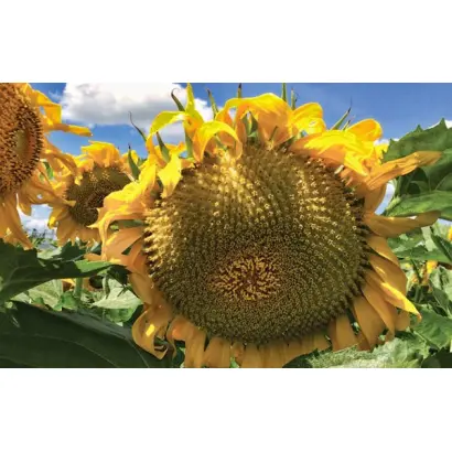 Jaquar II / Ягуар 2