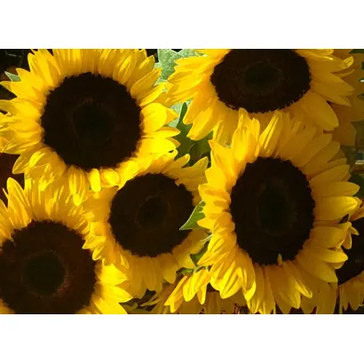 Akcent / Акцент