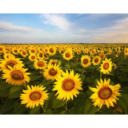 Apisol / Апісол