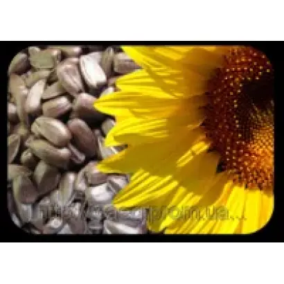 AS 33101 / АС 33101