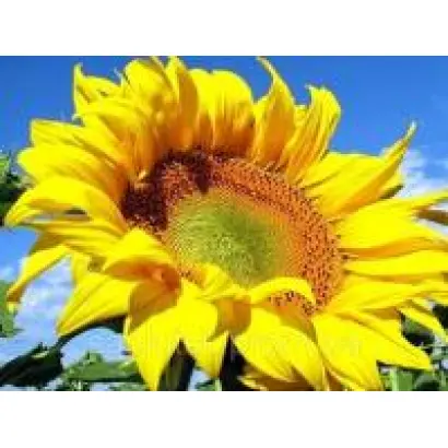 AS 33103 KL / АС 33103 КЛ