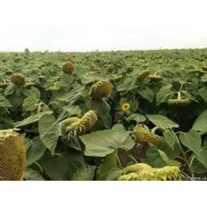 AS 33107 / АС 33107