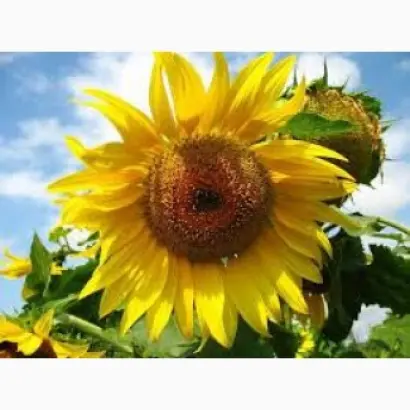 AS 34103 / АС 34103