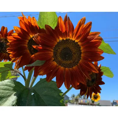 /Балкан/ / Балкан