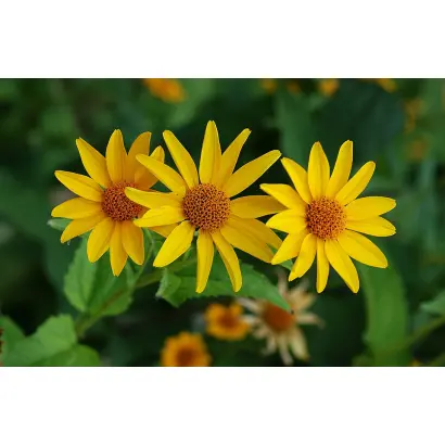 Heliabest / Геліабест