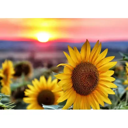 Елітнянський