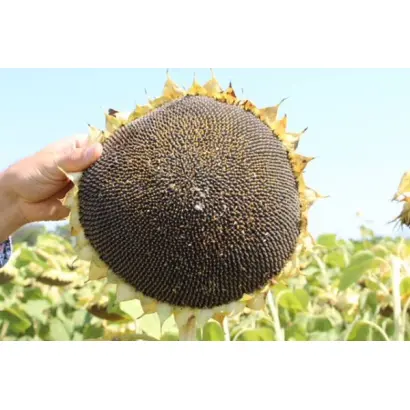 ES ARABELLA / ЕС АРАБЕЛЛА