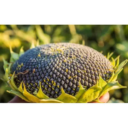 ES Musa / ЕС Муза