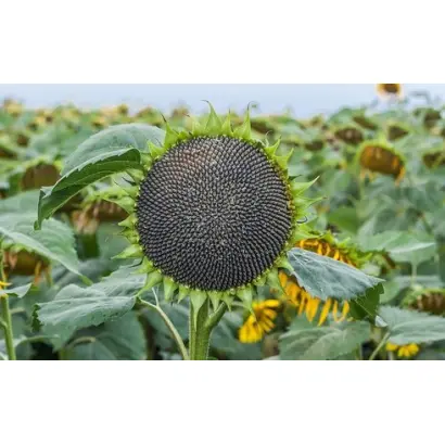 ES NIRVANA / ЕС НІРВАНА