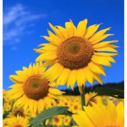 ES Sherpa / ЕС Шерпа