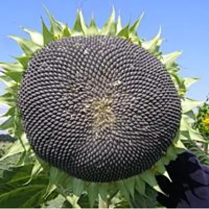 Запорожский 9 / Запорізький 9