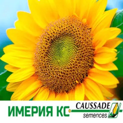 Imeria CS / Імерія КС